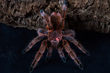 Tarantula