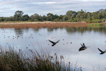 bibra lake reserve landscape