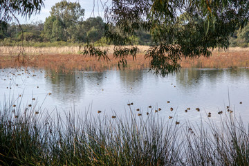 bibra lake reserve landscape