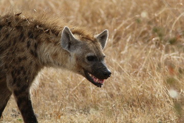 hyena in kenya