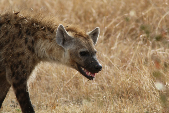 Hyena In Kenya