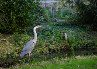 Grey heron is staying next to canal in the sunset light. Side view.