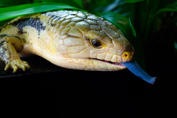 Lizzard