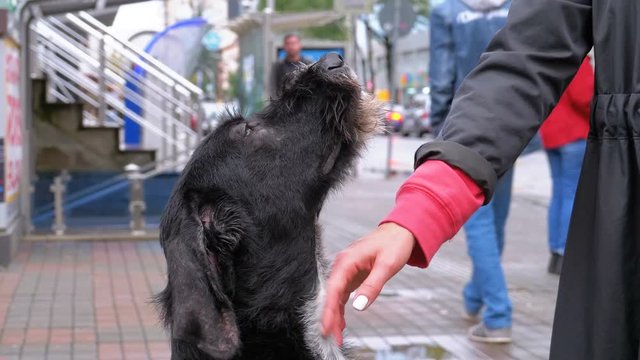 People petting a stray dog on a City Street against the Background of Passing Cars and People. An abandoned curly dog sits on the street outdoor.