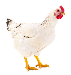 White hen isolated.