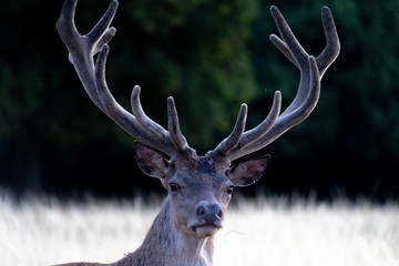 closeup of red deer stag