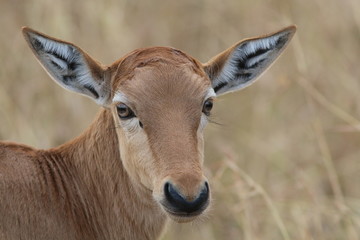 Impala Kenya
