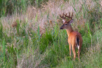 deer in a field