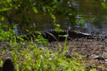 alligator backing in the sun on the bank