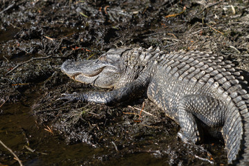 alligator basking in the sun on the bank