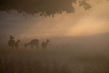 deer silhouettes with mist