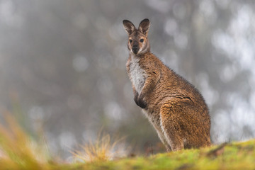 Eastern Grey kangaroo 