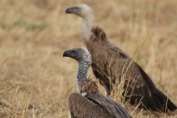 white-backed vultures in Kenya