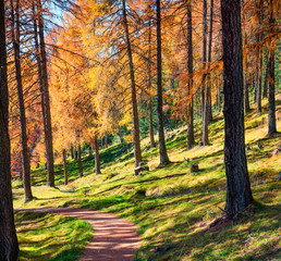 Beautiful autumn forest in the Dolomite Alps. Sunny morning view of mountain woodland, Cortina d'Ampezzo lacattion, Italy, Europe. Beauty of nature concept background.
