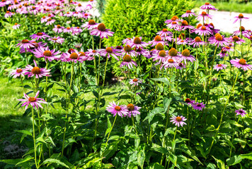 Pink Echinacea flowers (purple coneflower) on nature background