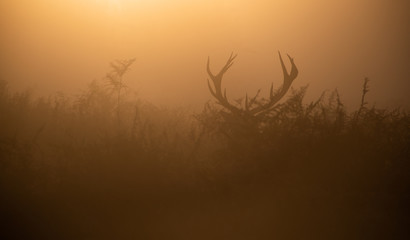 Deer antlers in mist
