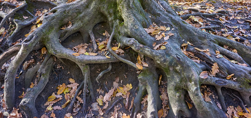 The roots of old trees, covered with moss and autumn leaves, creep on the earth in different directions and create a fabulous landscape in a magical forest. Nature concept for design