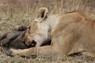 Lioness with a warthog kill
