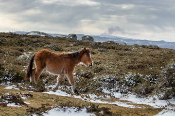 wild galician horse walking in the mountains during winter