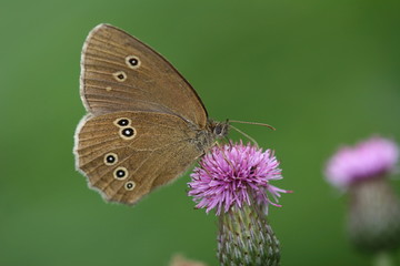 Brauner Waldvogel (Aphantopus hyperantus)