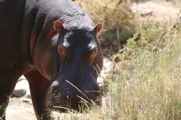 Hippo grazing in Kenya