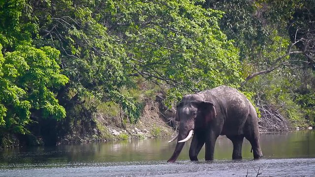 Asian Elephant male drinking water in river in Bardia national park, Nepal - specie Elephas maximus family of Elephantidae