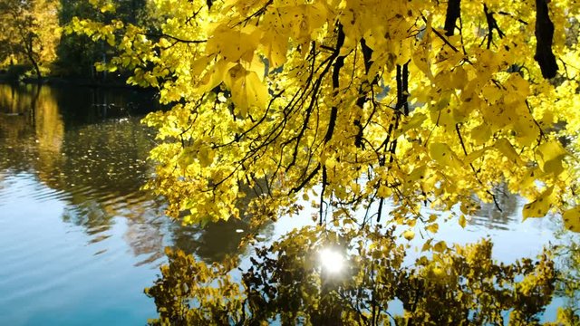 Yellow leaves of the alder are reflected in the lake, golden autumn