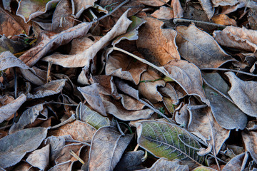 Background of fallen leaves covered with hoarfrost