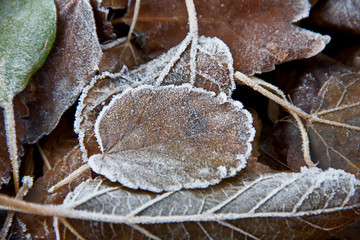 Background of fallen leaves covered with hoarfrost