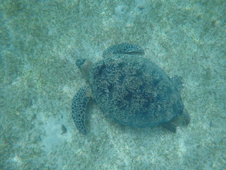 Obraz premium Madagascar sea turtle