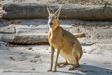 The Patagonian mara is a relatively large rodent in the mara genus. It is also known as the Patagonian cavy, Patagonian hare or dillaby