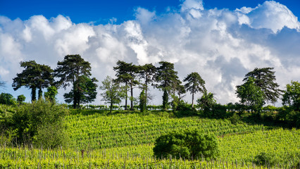Fototapeta na wymiar Paesaggio collinare primaverile con coltivazioni di vigne