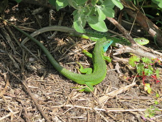 Green lizards with blue cheeks, full body, on brown twigs on the ground