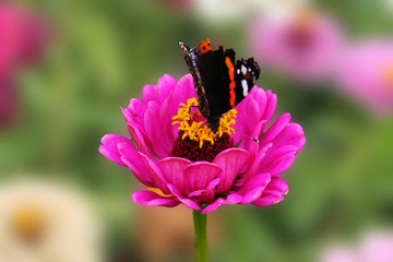 A butterfly collects nectar on a pink flower of a tsinii graceful. A flower of a tsinii graceful on an isolated green background.