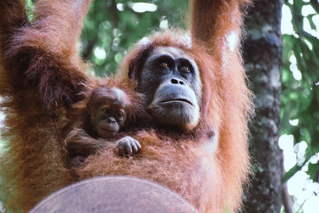 Mother and baby Orangutan hanging from a Tree in the Sumatra Rain forest, Indonesia.