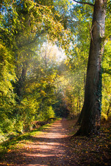 Pathway in the natural forest in October, 