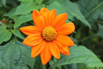 Yellow Chinese chrysontemum flower rejoices summer. flower Chinese yellow chrysontemus on an isolated green background