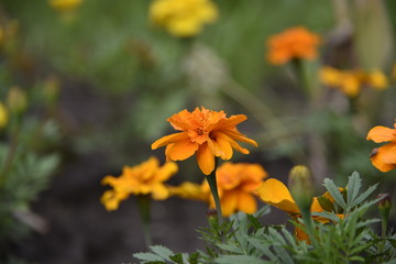 beautiful flowers