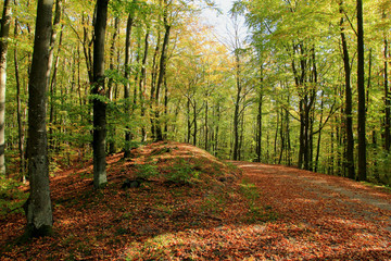 Autumn in forest. Pomerania region. Poland