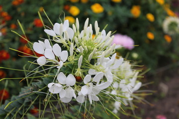 White hydrangea sings a sweet summer song. White gortennziya on an isolated background