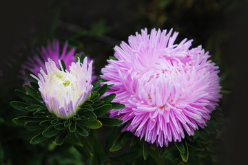 A great duo of violet asters sings a sweet summer song. Purple asters on an isolated background