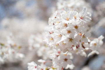 Obraz premium 春の桜