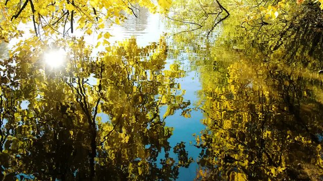 Ripples on the water, yellow trees are reflected in the lake on a warm sunny day