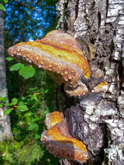 Red mushroom grows on birch