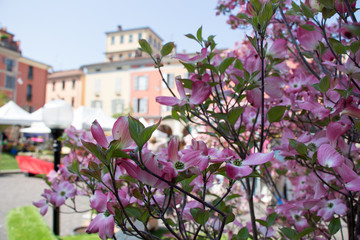 Pink flowers and ancient buildings in Piacenza italy