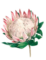 protea flower uncovered with green leaves, watercolor