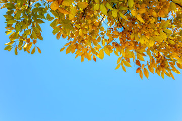 Autumn leaves on the sun, Nature background with blue sky.