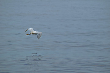 egret water bird