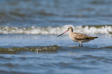 オオソリハシシギ(Bar-tailed Godwit)