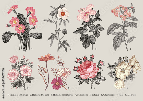 Botany Set Vintage Medical Realistic Isolated Flowers